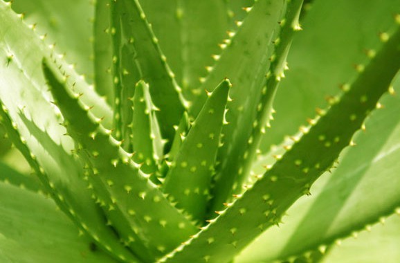 食用芦荟的禁忌