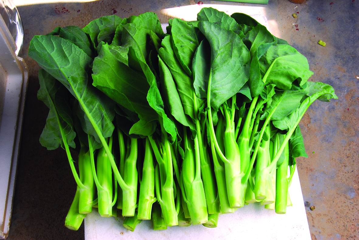 茎芥菜-中国蔬菜作物-图片