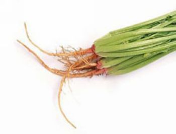 多吃菠菜根炒木耳能养颜增强体质